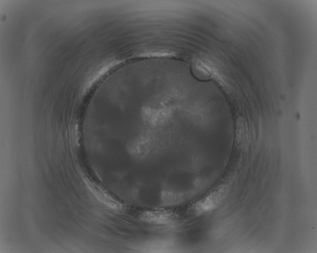 X0000062830351200601131304