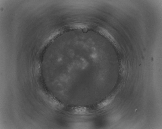 X0000062830355200601131304