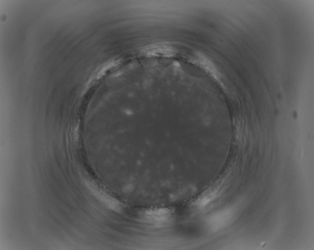 X0000062830357200601131304