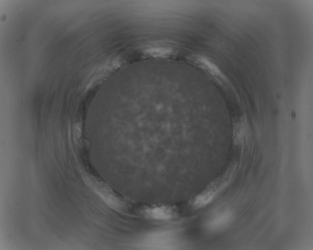 X0000062830365200601131304