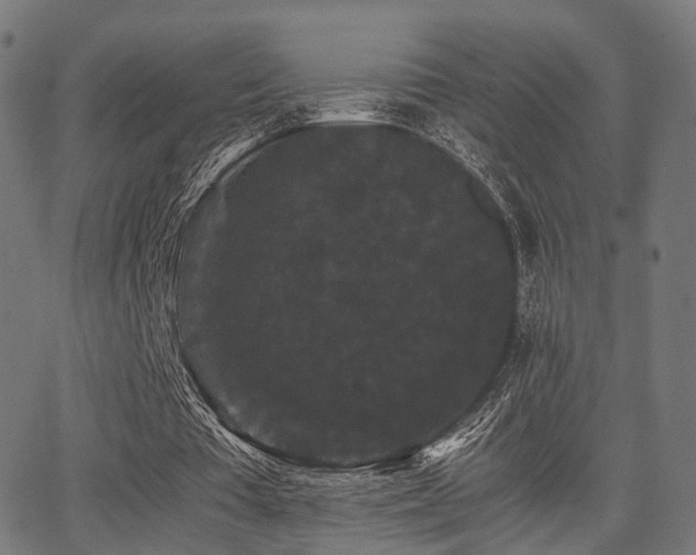 X0000062830385200601131303