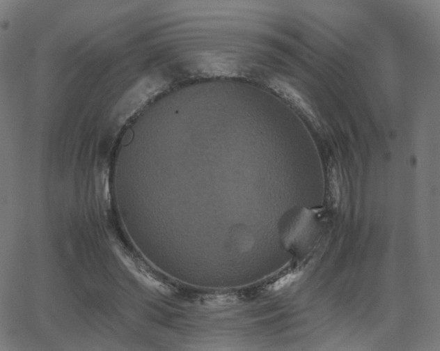 X0000062830398200601131303