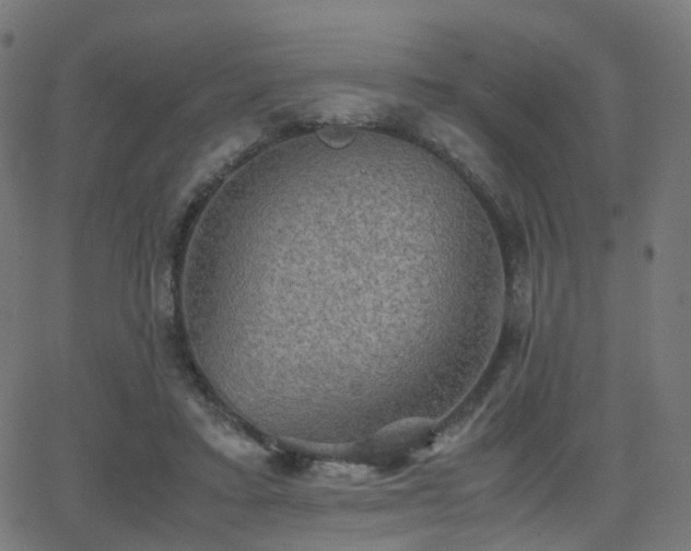 X0000062830403200601131303