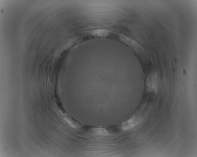 X0000062830424200601131303