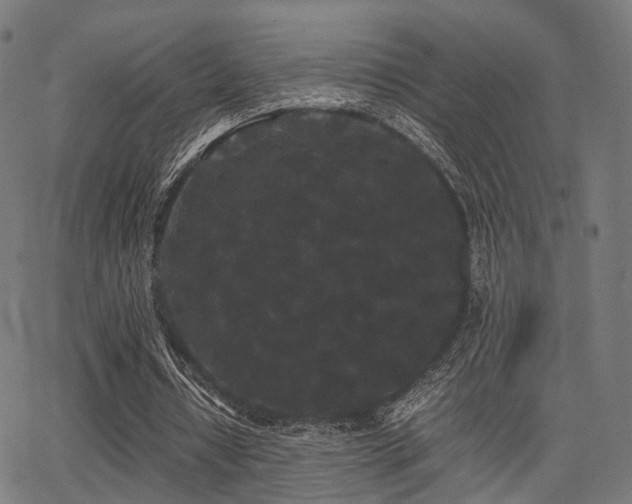 X0000062830434200601131302