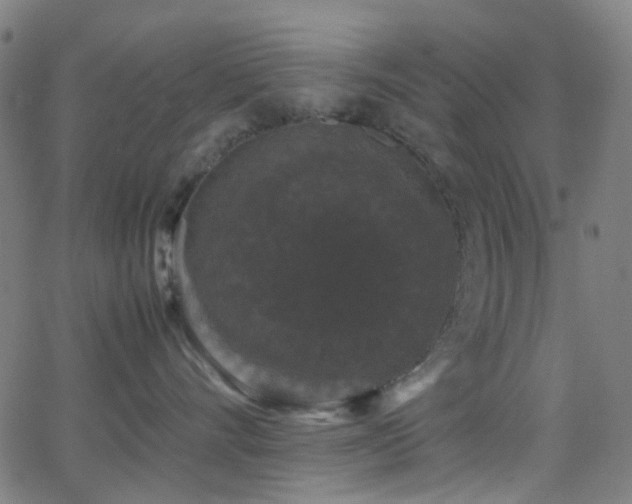 X0000062830528200601131301