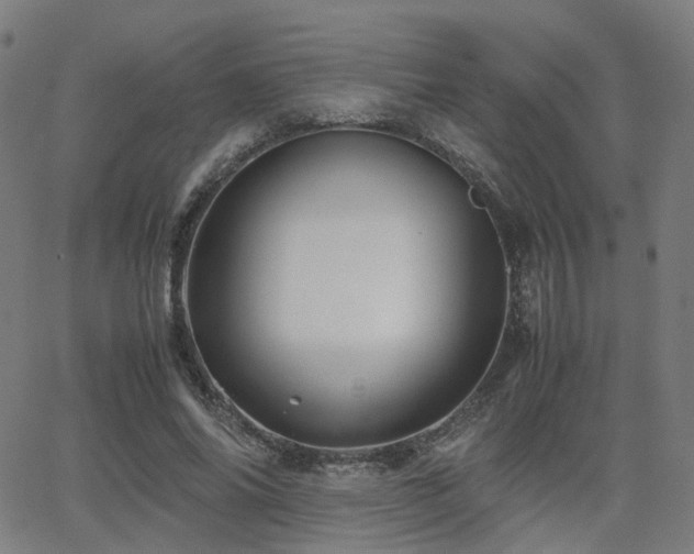 X0000062830686200601131258