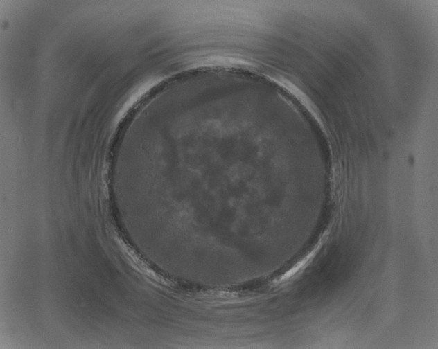 X0000062830783200601131257
