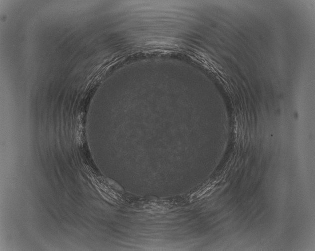 X0000062830868200601131255
