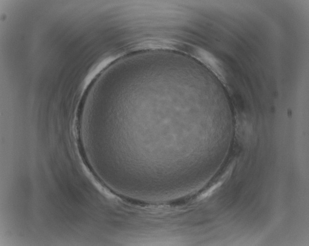 X0000062830893200601131255