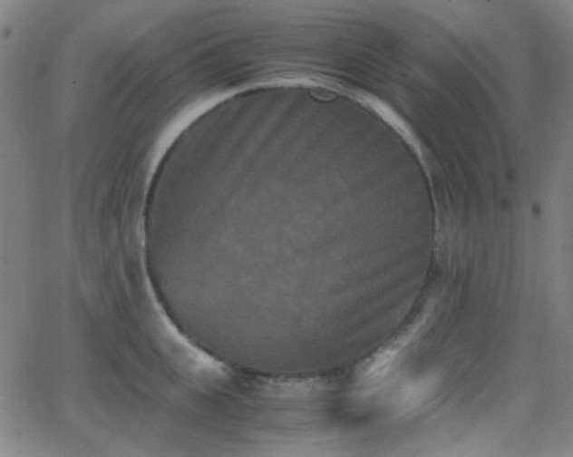 X0000062830951200601131254