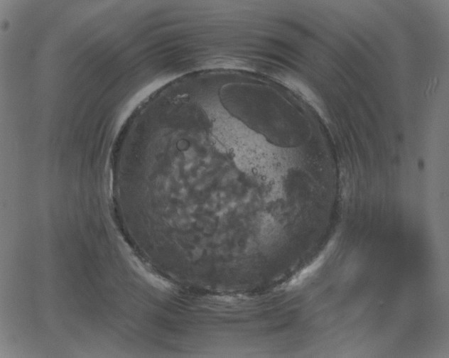 X0000062831125200601131251