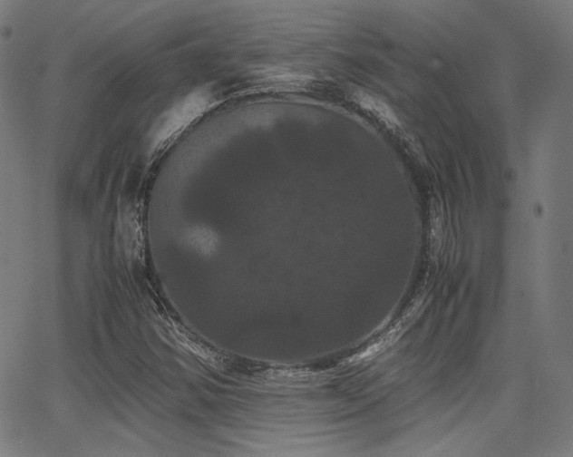 X0000062831354200601131247