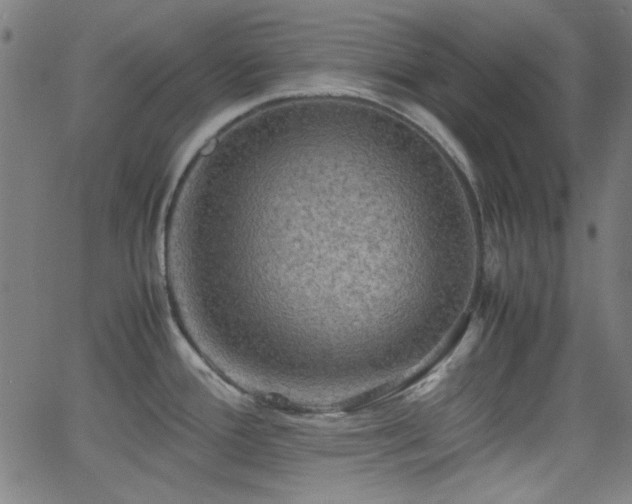 X0000062831388200601131247