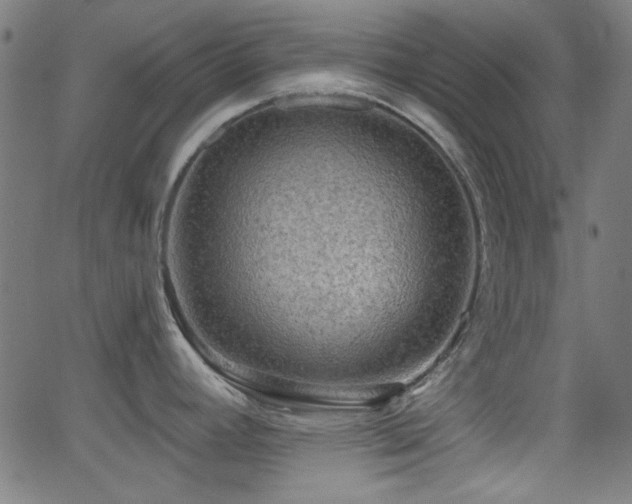 X0000062831392200601131246
