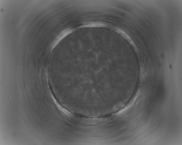 X0000062831425200601131246