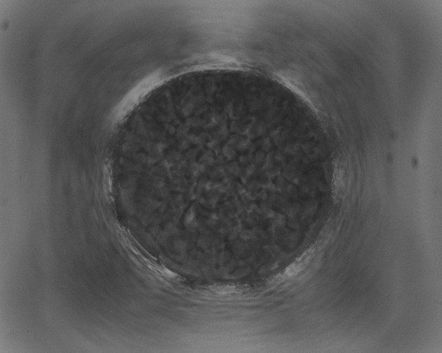 X0000062831455200601131245