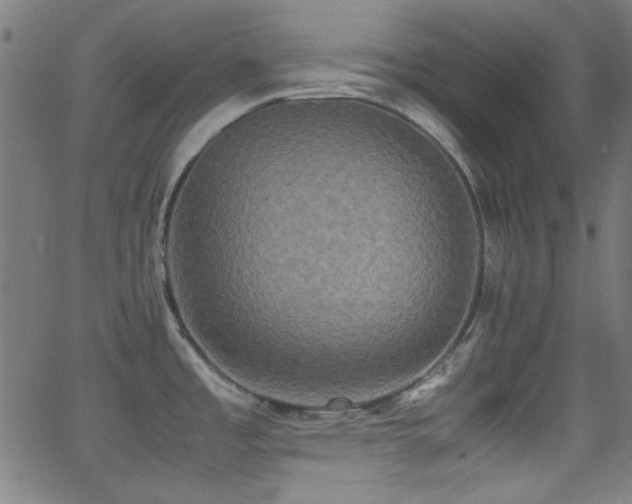 X0000062831485200601131245