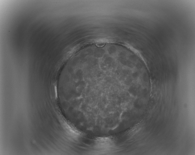 X0000062830061200601171430