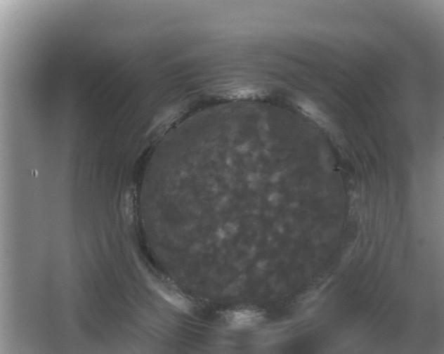 X0000062830165200601171428