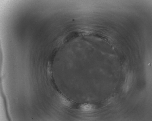 X0000062830181200601171429