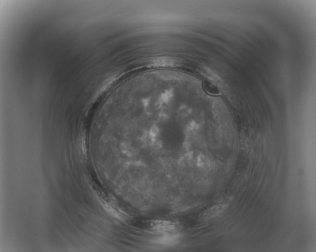 X0000062830347200601171425