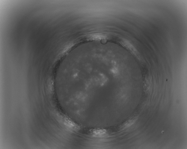 X0000062830355200601171425