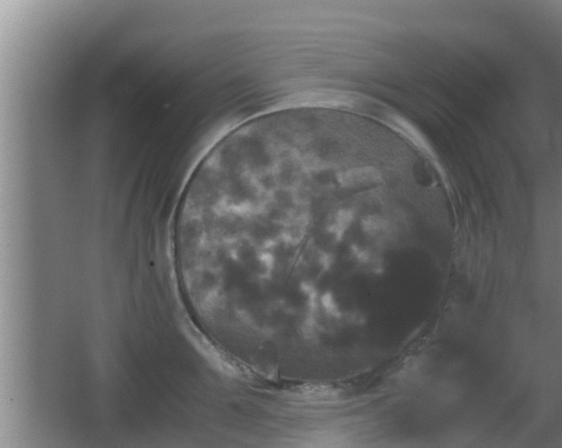 X0000062830907200601171416