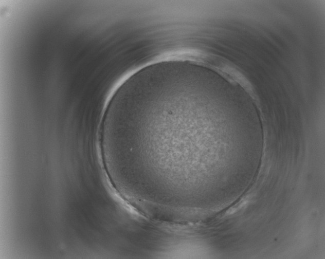 X0000062830960200601171416