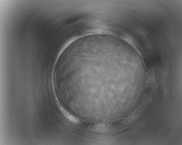 X0000062831098200601171413