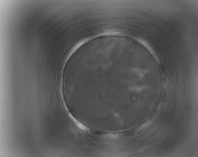 X0000062831245200601171411