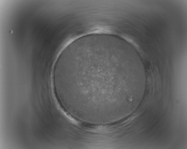 X0000062831375200601171408