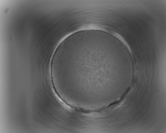 X0000062831388200601171408