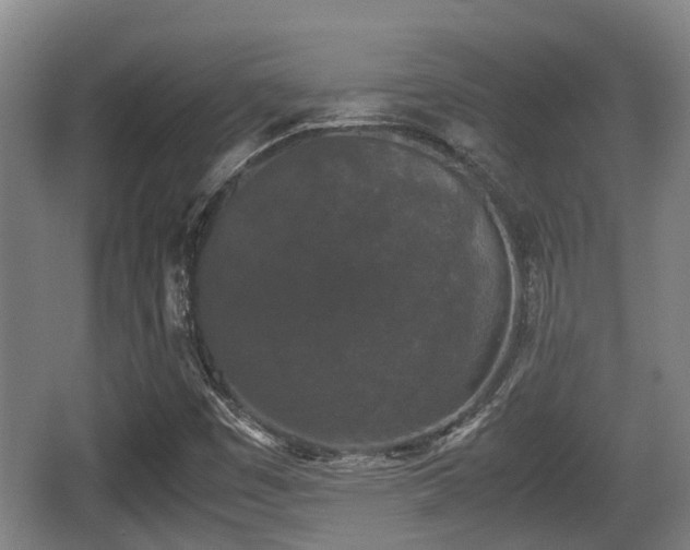 X0000062831449200601171407