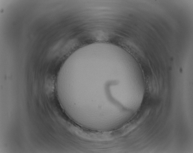 X0000062830032200601201624