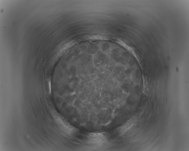 X0000062830061200601201623