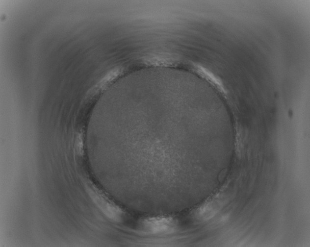 X0000062830065200601201623