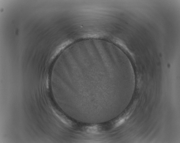 X0000062830068200601201623