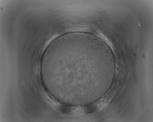 X0000062830107200601201623