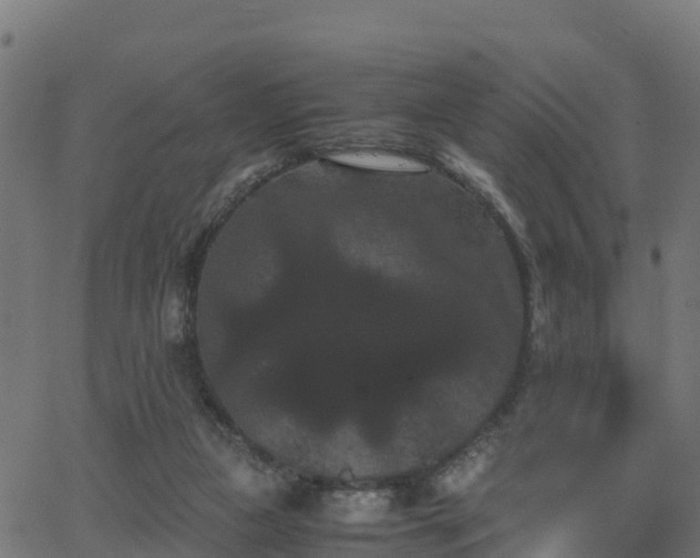 X0000062830161200601201621