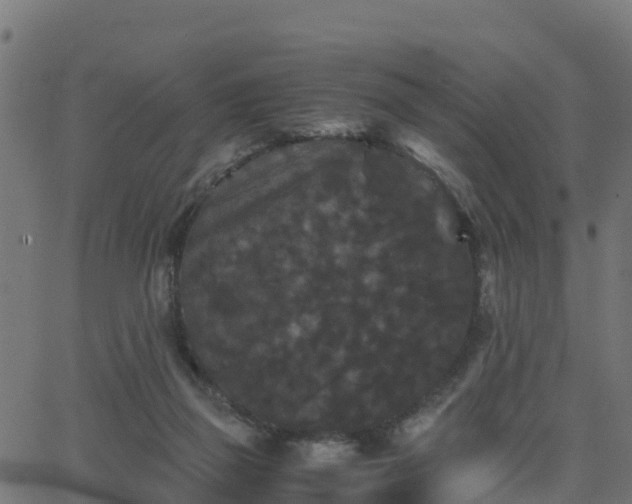 X0000062830165200601201621