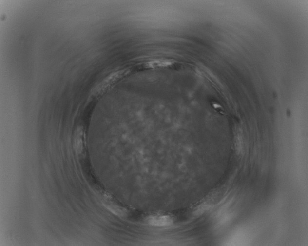 X0000062830169200601201622