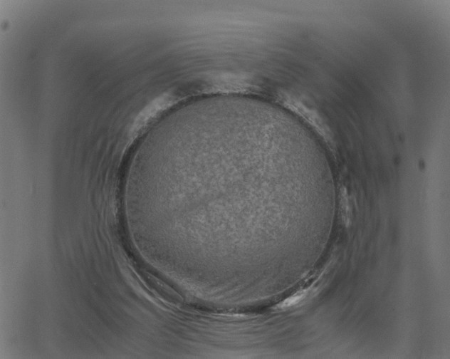 X0000062830203200601201621