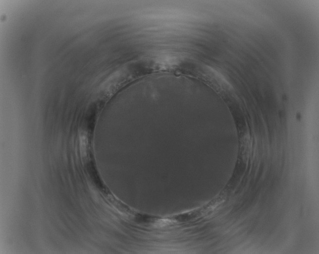 X0000062830222200601201621