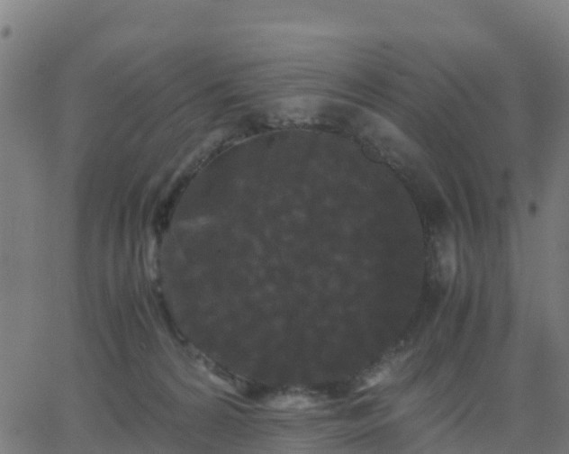 X0000062830224200601201621