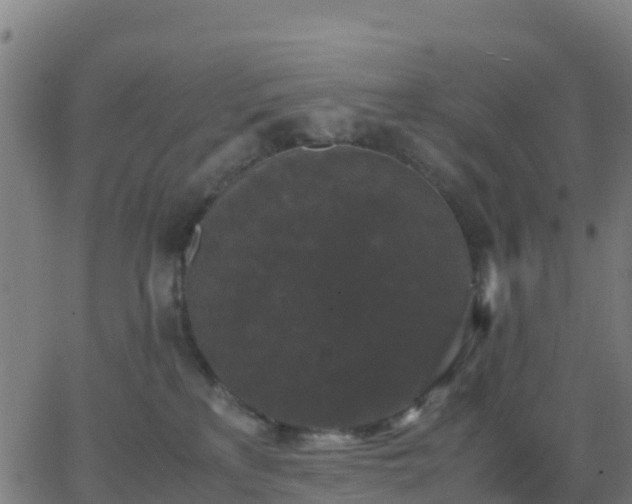 X0000062830233200601201620