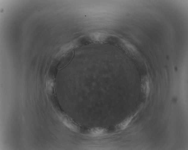 X0000062830235200601201620