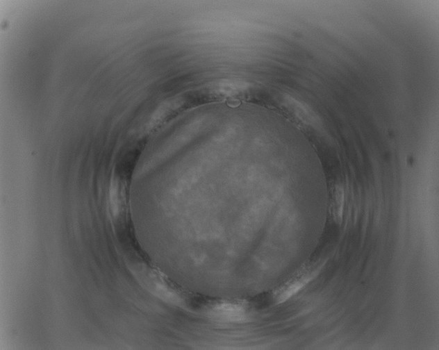 X0000062830236200601201620