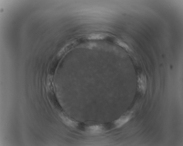 X0000062830237200601201620