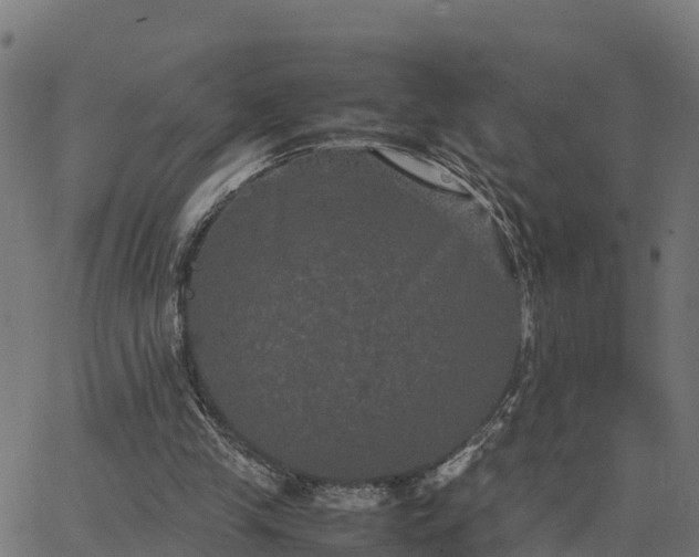 X0000062830245200601201620